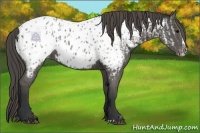 Horse Color:Grullo Appaloosa  and Grullo Splash Appaloosa 