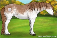 Horse Color:White Spotted Chestnut Appaloosa 
