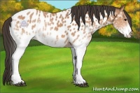 Horse Color:White Spotted Bay Appaloosa 