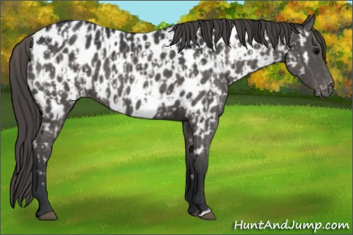 Horse Color:Grullo Appaloosa  and Grullo Appaloosa 