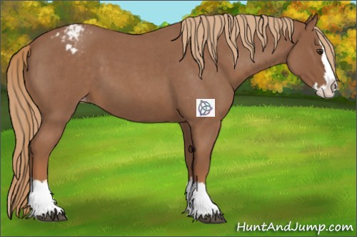 Horse Color:Red Roan Sabino Splash Appaloosa 