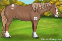 Horse Color:Red Roan Sabino Splash Appaloosa 