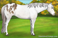 Horse Color:Bay Dun Splash Appaloosa Rabicano