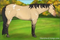 Horse Color:White Spotted Bay Dun 