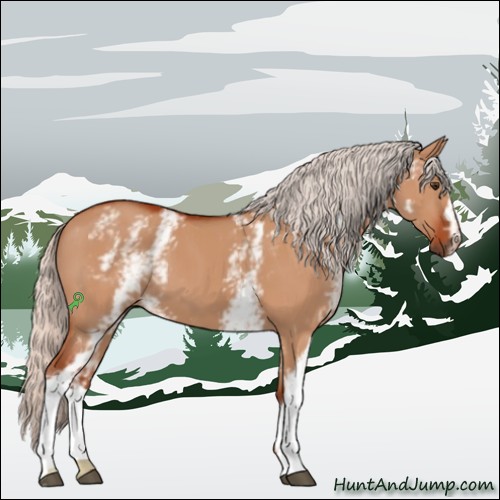 Horse Color:White Spotted Silver Brown Dun 