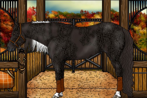 Horse Color:Liver Chestnut Ice Tobiano 