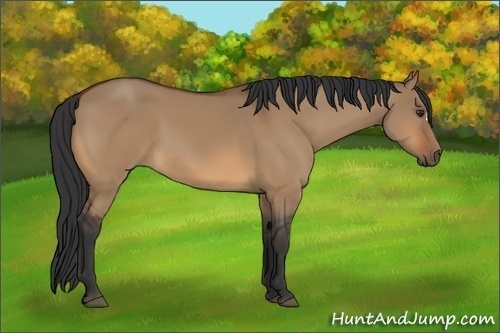 Horse Color:Bay Dun 