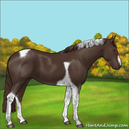 Horse Color:Liver Chestnut Tobiano