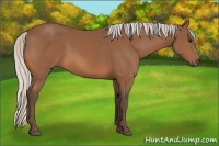 Horse Color:Silver Bay 
