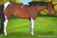 Horse Color:Bay Roan Tobiano