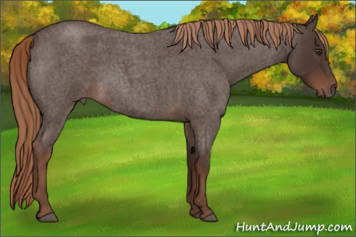 Horse Color:Liver Red Roan