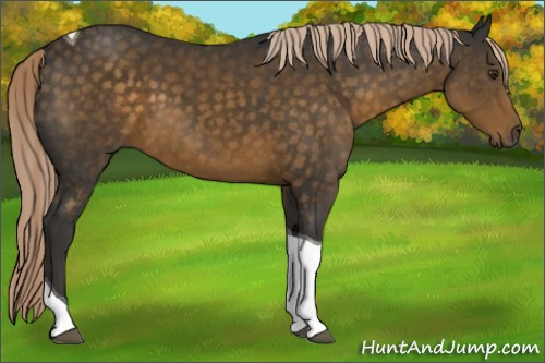 Horse Color:Chocolate Palomino Tobiano 