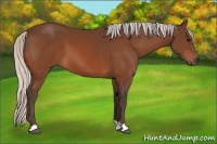 Horse Color:Silver Bay 
