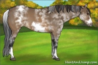 Horse Color:White Spotted Brown Dun Frame