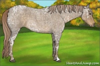 Horse Color:Chocolate Palomino Ice Roan 