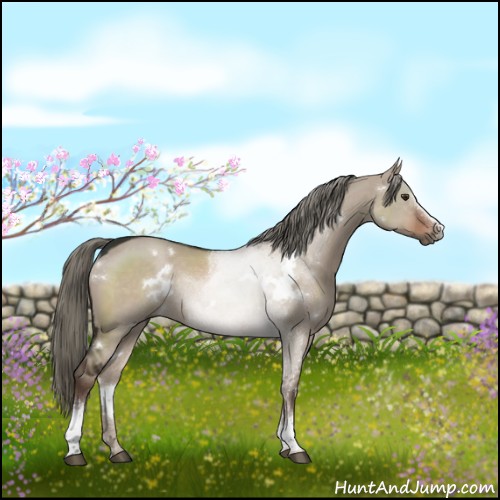 Horse Color:White Spotted Liver Red Dun