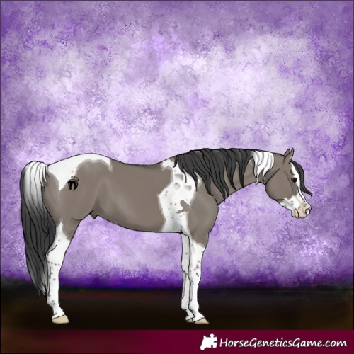 Horse Color:Grullo Splash Tobiano 