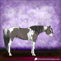 Horse Color:Grullo Splash Tobiano 