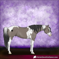 Horse Color:Grullo Splash Tobiano 