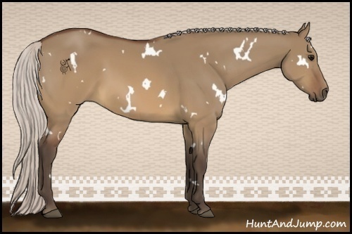 Horse Color:White Spotted Silver Brown Dun 