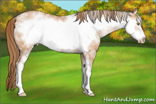 Horse Color:White Spotted Bay Pearl Frame 