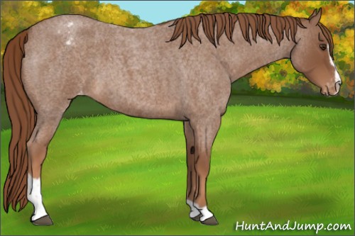 Horse Color:Red Roan Sabino Varnish