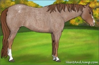 Horse Color:Red Roan Sabino Varnish 
