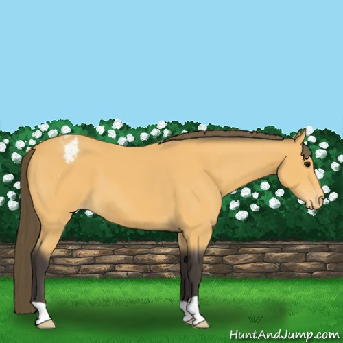 Horse Color:Buckskin Appaloosa 