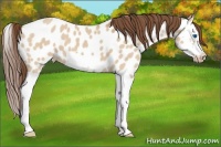 Horse Color:Bay Dun Splash Frame Appaloosa 
