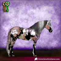 Horse Color:White Spotted Brown Dun Near Leopard  and Void Nacre White Spotted Liver Red Dun 