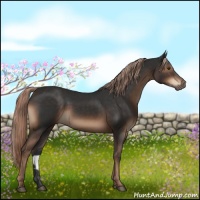 Horse Color:Liver Chestnut Sabino 