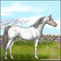 Horse Color:White Spotted Liver Red Dun Appaloosa 