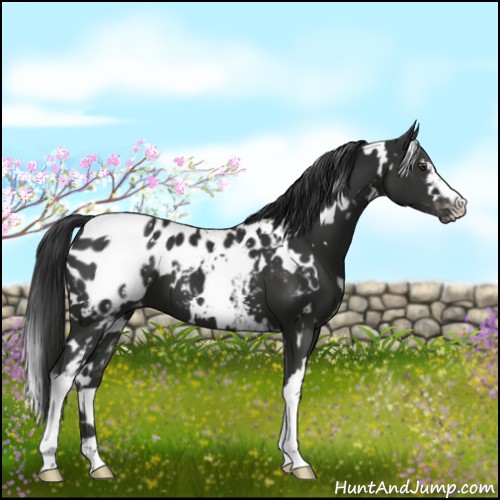 Horse Color:White Spotted Liver Chestnut Appaloosa 