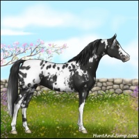 Horse Color:White Spotted Liver Chestnut Appaloosa 