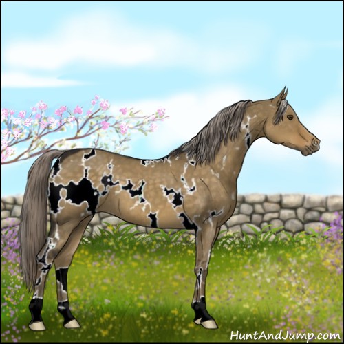 Horse Color:White Spotted Chocolate Palomino Dun