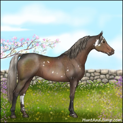Horse Color:White Spotted Liver Chestnut Sabino