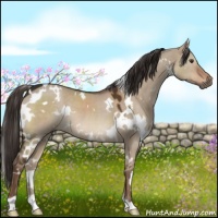 Horse Color:White Spotted Liver Red Dun 
