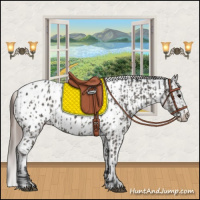 Horse Color:Grullo Appaloosa and Grullo Appaloosa