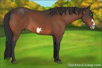 Horse Color:Bay Splash Frame Rabicano 