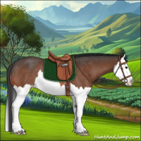 Horse Color:Bay Splash Rabicano