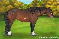 Horse Color:Bay Splash Frame Rabicano