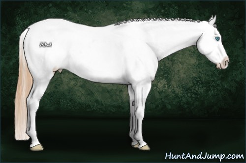 Horse Color:Buckskin Pearl Sabino Splash Blanket Rabicano 