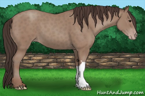 Horse Color:Classic Champagne 