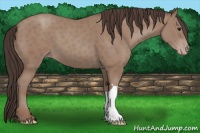 Horse Color:Classic Champagne 