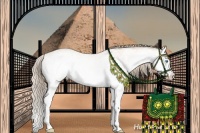 Horse Color:White Spotted Perlino Splash 