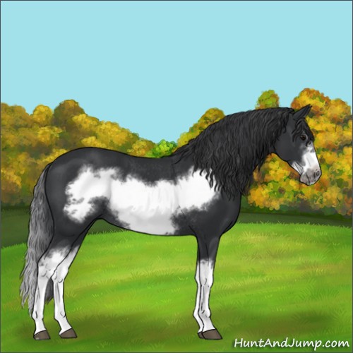 Horse Color:Black Splash Frame Rabicano 