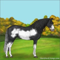 Horse Color:Black Splash Frame Rabicano
