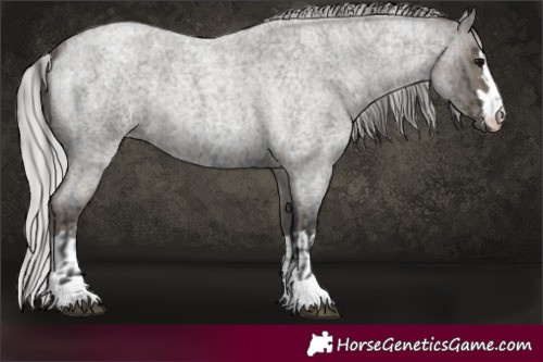 Horse Color:Platinum Blue Roan  and Platinum Silver Blue Roan 