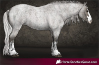 Horse Color:Platinum Blue Roan  and Platinum Silver Blue Roan 