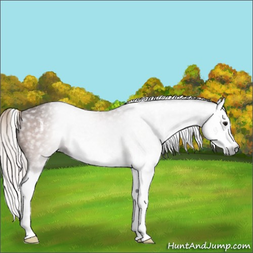Horse Color:Gray Silver Bay Splash 